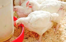 Farelo de Soja fica mais caro para criadores de frango