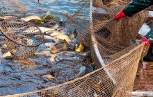 Comissão do Senado rejeita projeto que quer impedir continuidade da pesca de arrasto no RS
