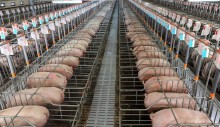 China reabastecerá reservas de carne suína para estabilizar preços