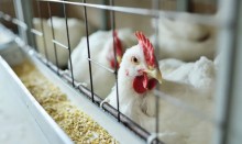 Exportação de frango para Argélia depende de redução de tarifas