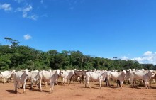 Aumento da rastreabilidade do gado na Amazônia é tema de debate no Senado