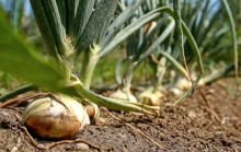 Influência do clima preocupa produtores de cebola brasileiros