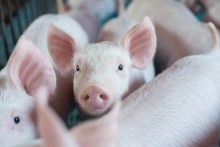 Carne de porco tem valorização com base na demanda de final de ano