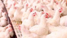 Produtos de origem avícola têm valorização pelo quarto mês seguido