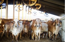 Campanhas de vacinação para bovinos e bufalinos são prorrogadas em SP