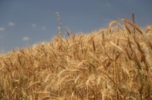 Agricultura paranaense perde R$ 2,5 bilhões por causa de chuvas e calor