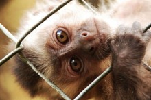CCJ aprova aumento de pena para introdução ilícita de animais no país