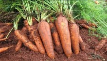 Cenoura tem redução de preço no produtor