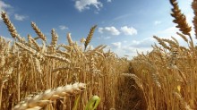Redução do mercado interno e concorrência externa reduzem cotação do trigo