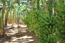 Banana terá redução de oferta, segundo especialistas