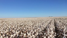 Mato Grosso amplia área para ciclo de plantio do algodão