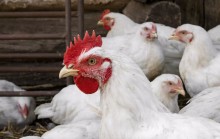 Exportações de frango recuam em novembro, mas devem bater recorde no ano