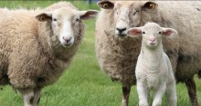 Cadeia produtiva de caprinos e ovinos pode ser incluida no Plano Safra, diz CNA