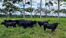 Gigante brasileira de proteína animal antecipa meta de rastreabilidade do gado