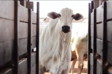 Aumenta o abate de fêmeas na produção nacional de carne bovina