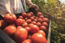 Colheita do tomate se intensifica em dezembro
