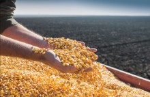 Estimativa de produção de milho cai para 129 milhões de toneladas