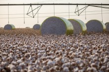 Com 91% da produção beneficiada, Abrapa eleva estimativa de produção de algodão