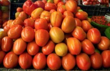 Cotações do tomate recuam nos atacados