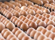 Com oferta e demanda equilibradas preços dos ovos se sustentam