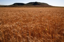 Com colheita encerrada, negociações do trigo caem no mercado domésitoc