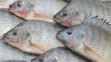 Brasil abre novo mercado para pescados no Egito
