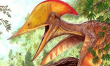 Pesquisadores anunciam nova espécie de pterossauro