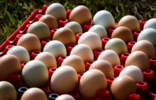 Exportadores de ovos do Brasil tem acordo de “pre-listing” aprovado pelo Chile