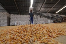 Conab disponibiliza 400 toneladas de milho em Minas Gerais