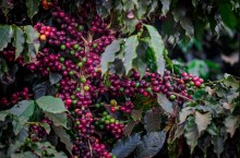 Café brasileiro tem recuperação na Safra 23/24 e incertezas sobre efeitos do El Niño na próxima