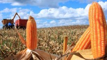Produção recorde pressionou preço do milho em 2023