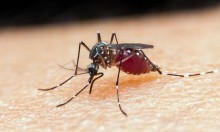 SP registra dois casos de infecção por malária