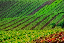 Líder do setor, Paraná tem 3,9 mil agricultores orgânicos certificados no país