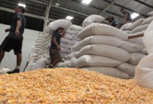 Conab anuncia primeiro leilão de frete de milho do ano