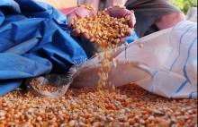 Programa de venda direta de milho para ração animal pela Conab é atualizado