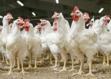 País exportou mais de 5 milhões de toneladas de frango em 2023