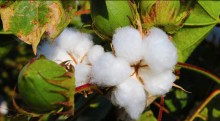 Mercado externo de algodão começa 2024 aquecido