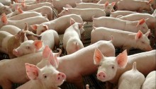 Exportações de carne suína encerram 2023 com desempenho recorde