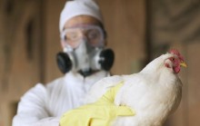 Surto de gripe aviária é registrado na Suécia e milhares de aves são abatidas