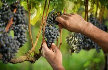Safra de uva é iniciada com grandes expectativas