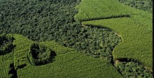 SP tem novas regras de plantio para compensar retirada de vegetação nativa