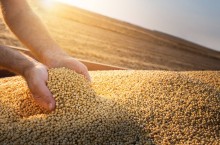 Com a recuperação argentina, América do Sul deve ampliar domínio na produção mundial de soja
