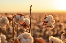 Brasil foi o segundo que mais exportou algodão em 2023