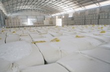 Sustentados pela exportação, preços do algodão se mantêm estáveis no mercado interno