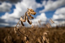 Sob impacto do El Niño, soja tem perdas em todo o país