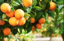 Com oferta restrita, preço da laranja segue em alta