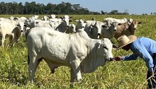 Genética bovina brasileira cresce na Ásia