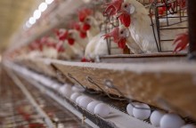 Poder de compra dos produtores de ovos recua