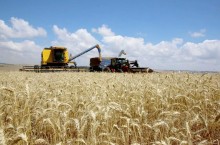 Negociações de trigo tem baixa liquidez em janeiro