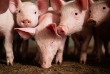 Preços do suíno vivo e da carne recuaram em janeiro.